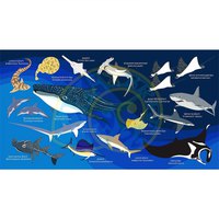 oceanarium-serviette-sharks---rays-l