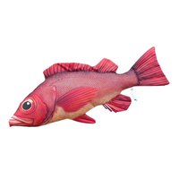 gaby-the-atlantic-redfish-medium