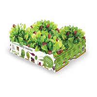 batlle-baby-lettuce-grow-box-sprouts