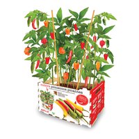 batlle-spicy-peppers-grow-box-sprouts