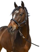 norton-equestrian-4lines-halter