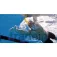 Finis Swimmers 前置浮潜管