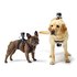 GoPro Brukerstøtte Fetch Dog Harness