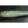 Jigskinz Blueback Herring