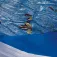 Gre Cubierta para piscinas ovaladas