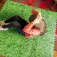 Gre Pool Floor Protector 8 mm 9 units
