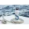 Fish tank Barracudas flasche 600ml