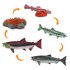 Safari ltd Figur Life Cycle Salmon