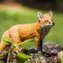 Safari ltd Red Fox-hahmo