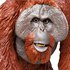 Safari ltd Figura De Orangotango De Bornéu