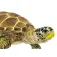 Safari ltd Figura Loggerhead Turtle