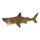 Safari ltd Basking Shark 그림
