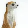 Safari ltd Erdmännchen-Figur
