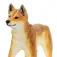 Safari ltd Dingo-Figur