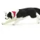 Safari ltd Border Collie-figur