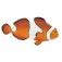 Safari ltd Clown Anemonefish 2 Rysunek
