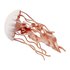 Safari ltd Chiffre Jellyfish Sea Life