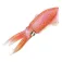 Safari ltd Reef Squid Rysunek
