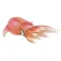 Safari ltd Reef Squid Rysunek