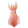 Safari ltd Reef Squid Rysunek