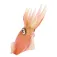 Safari ltd Reef Squid Rysunek