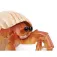 Safari ltd Hermit Crab figur