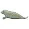 Safari ltd Manatee Rysunek