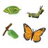 Safari ltd Cykl życia Figurki Motyla Monarchy