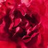 Guerlain Agua De Perfume Mon Bloom Of Rose 50ml
