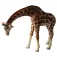 Bullyland Giraffenfigur