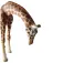 Bullyland Giraffe Figuur