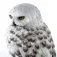 Noble collection Hedwig-hahmo 32 cm