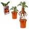 Noble Collection Mandrake Teddy Interactivo Harry Potter