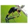 Powershot Foldable Rebounder