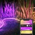 Philips Hue White And Color Ambiance Lightstrip Outdoor 2 m