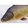 Gaby The Common Carp Mini Pillow