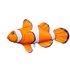 Gaby The Clownfish Mini Ocellaris