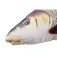 Gaby Barbel 中号枕头