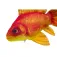 Gaby Gold The Fish Aquarium Fish Pillow