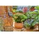Gardena Flex Vandingsprogrammeringsenhed