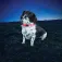 Nite ize Collare LED per cani