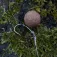 Avid carp Armorok Chod barbless single eyed hook