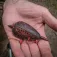 Korum Cebador Grub L