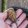 Korum Plom de carpfishing Bait Gripper