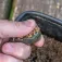 Korum Plom de carpfishing Bait Gripper