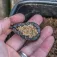 Korum Plom de carpfishing Bait Gripper