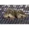 Preston innovations Feeder ICS In-Line Solid Pellet S