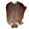 Baetis Partridge Tail Pardilla Feather