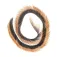 Baetis Pine Squirrel Zonkres Feder