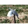Mojo outdoors Esquer de Colom de Vent